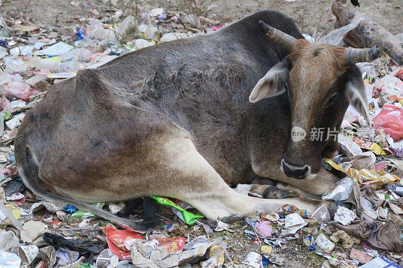 在印度北方邦新德里的街道上，野生的神圣的印度牛躺在垃圾堆的垃圾里睡觉，棕色的牛/牛/有角的牛。